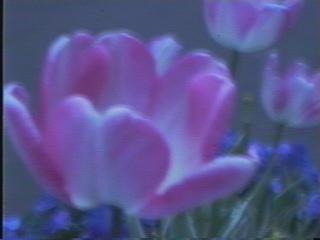 tulip3
